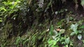 deep valley with rainforst at Oso Andino reserve, Ecuador