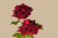 Deep velvet rich red Burgandy colored Rose