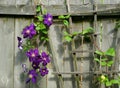 Deep violet climbing Clematis vine