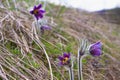 Violet flower of spring symbol common pasqueflower, funny hairy plant grow in old dry grass field, tender inflorescence Royalty Free Stock Photo