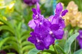 The deep Violet Vanda orchid