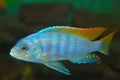 Deep Water Hap Placidochromis electra Aquarium Fish