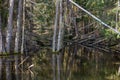 Deep wetland with moss and lichen covered trees growing out of the water. Royalty Free Stock Photo