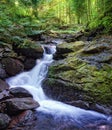 Deep wood. Carpathians, Ukraine Royalty Free Stock Photo