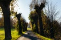 Deep wood forest hiking trail Royalty Free Stock Photo