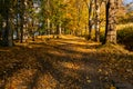 Deep wood forest hiking trail Royalty Free Stock Photo