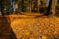 Deep wood forest hiking trail Royalty Free Stock Photo