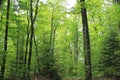 Deep wood forest in summer