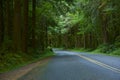 Deep Wood Oregon Road Royalty Free Stock Photo