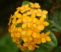 Jungle Geranium Ixora cultivar Maui Sunset Royalty Free Stock Photo