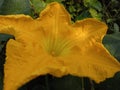 Deep yellow Pumpkin flower