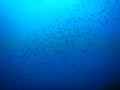 Deepblue thounsand fish Royalty Free Stock Photo