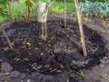 Deepening the soil around the fruit tree in the garden.