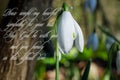 Deepest condolence white flowers on white background with text