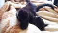 Deepest sleep. Black cat sleeps, lying on his back, closing eyes. Nursling lazily rests on beige-brown woolen blanket at