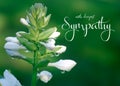 With deepest sympathy banner with nature