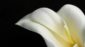 Deepest Sympathy Card: Calla Flower on Black Background. Royalty Free Stock Photo