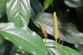 Deeple, common name Long pepper, Indian long pepper, Javanese long pepper Royalty Free Stock Photo