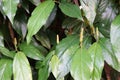 Deeple, common name Long pepper, Indian long pepper, Javanese long pepper Royalty Free Stock Photo