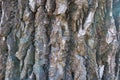 Deeply fissured bark of black poplar