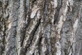 Deeply fissured bark of old cottonwood tree Royalty Free Stock Photo