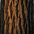 Deeply furrowed bark characterized by vertical irregular ridges and Royalty Free Stock Photo