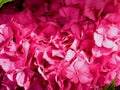 Deeply pink wonderful flower hydrangea