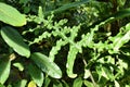 Deeply pinnatifid leaf of `Alocasia Portei` plant