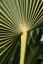 The deeply ribbed veins in a palm frond.