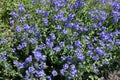 Deeply toothed leaves and spikes of bright blue flowers of Austrian speedwell Royalty Free Stock Photo