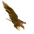 Deepsea eagle hunting down on white background Royalty Free Stock Photo