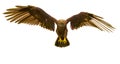 Deepsea eagle landing on white background Royalty Free Stock Photo