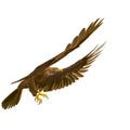 Deepsea eagle landing on white background side view Royalty Free Stock Photo
