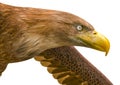 Deepsea eagle looking down on white background close up Royalty Free Stock Photo