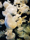 deepsea jelly fish colourful Royalty Free Stock Photo