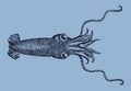 Deepsea squid, bathyteuthis abyssicola distributed in all oceans of the world in top view Royalty Free Stock Photo