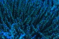 Deepwater Acropora coral colony in reef