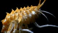 Deepwater amphipod of Baikal Lake