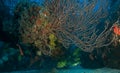 Deepwater Sea Fan Royalty Free Stock Photo