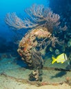 Deepwater Sea Fan Royalty Free Stock Photo