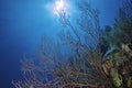 Deepwater Sea Fan Royalty Free Stock Photo