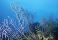 Deepwater Sea Fan