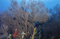 Deepwater Sea Fan Royalty Free Stock Photo