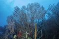 Deepwater Sea Fan Royalty Free Stock Photo