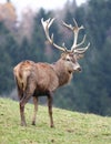 Deer Royalty Free Stock Photo