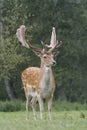 Deer Royalty Free Stock Photo