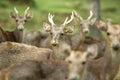 Herd of Deer Royalty Free Stock Photo