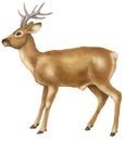 Deer