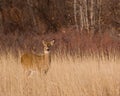 Deer Royalty Free Stock Photo