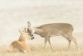 Deer Affection Royalty Free Stock Photo